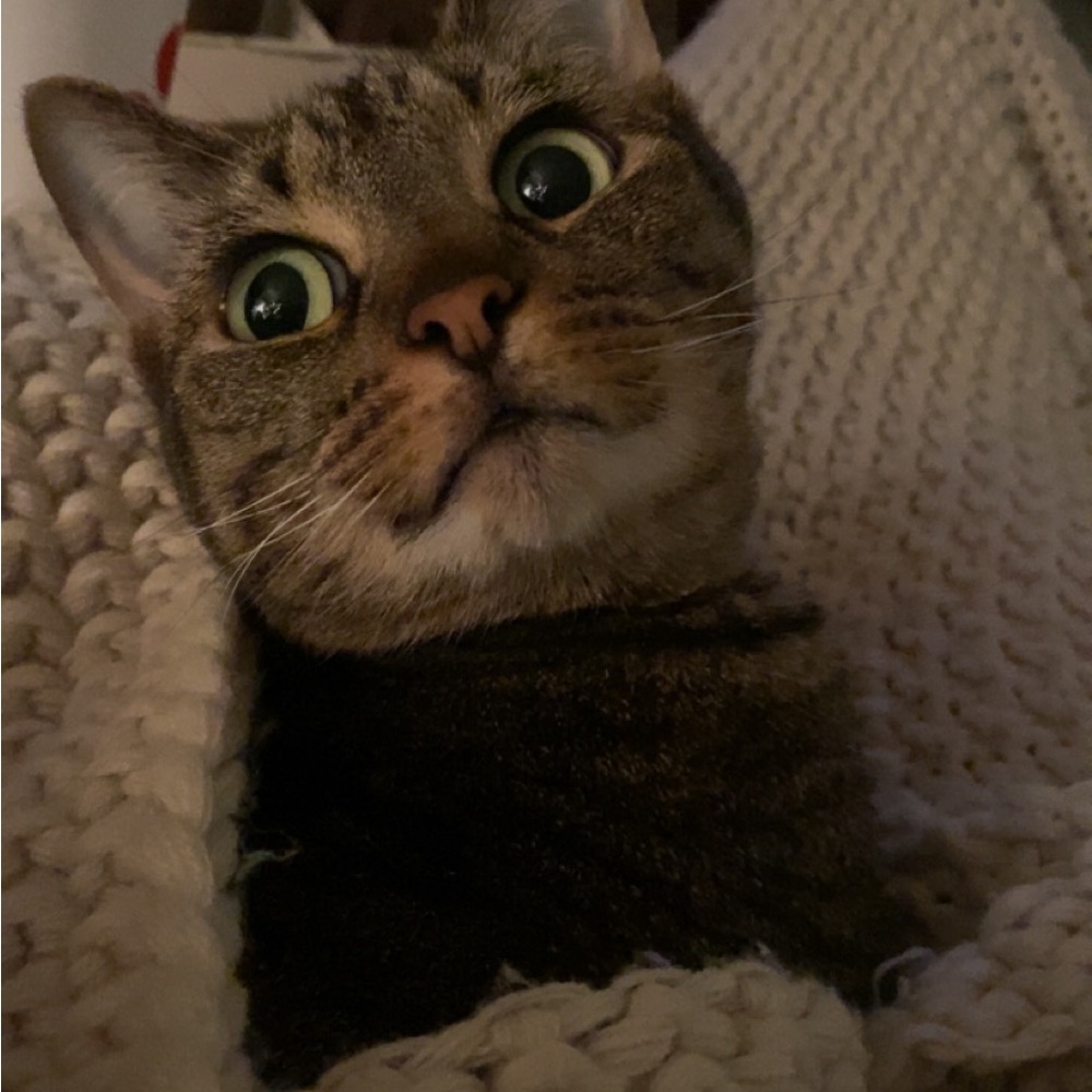 Meet your Posher, Rio